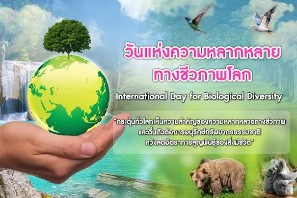 news hRBTbfvMCk170336 533 แบบทดสอบออนไลน์ วันอนุรักษ์ความหลากหลายทางชีวภาพระหว่างประเทศ International Biodiversity Conservation Day 29 ธันวาคม